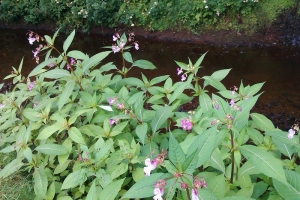 Battling Space Invaders in the National Park