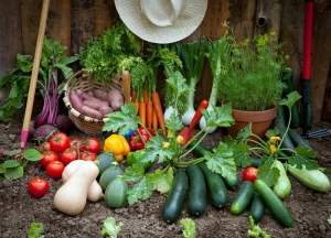 Small Allotment Plots Up for Grabs at Town Farm