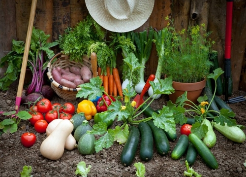Small Allotment Plots Up for Grabs at Town Farm