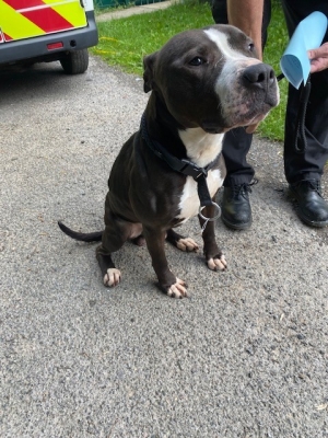 Abandoned dog Buster saved from certain death