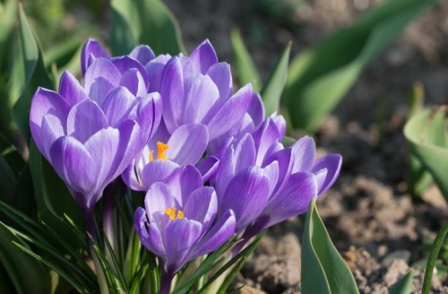 Bulbs Galore in Councillor's Floral Gift to Ward