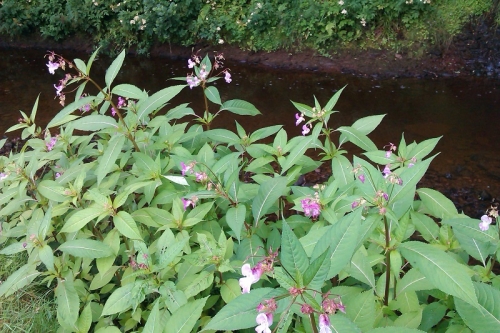 Battling Space Invaders in the National Park