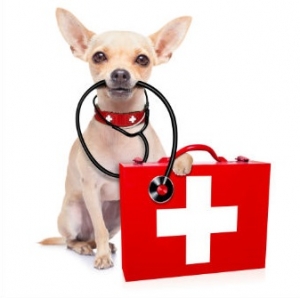 Animal First Aid Course at Community Hubs